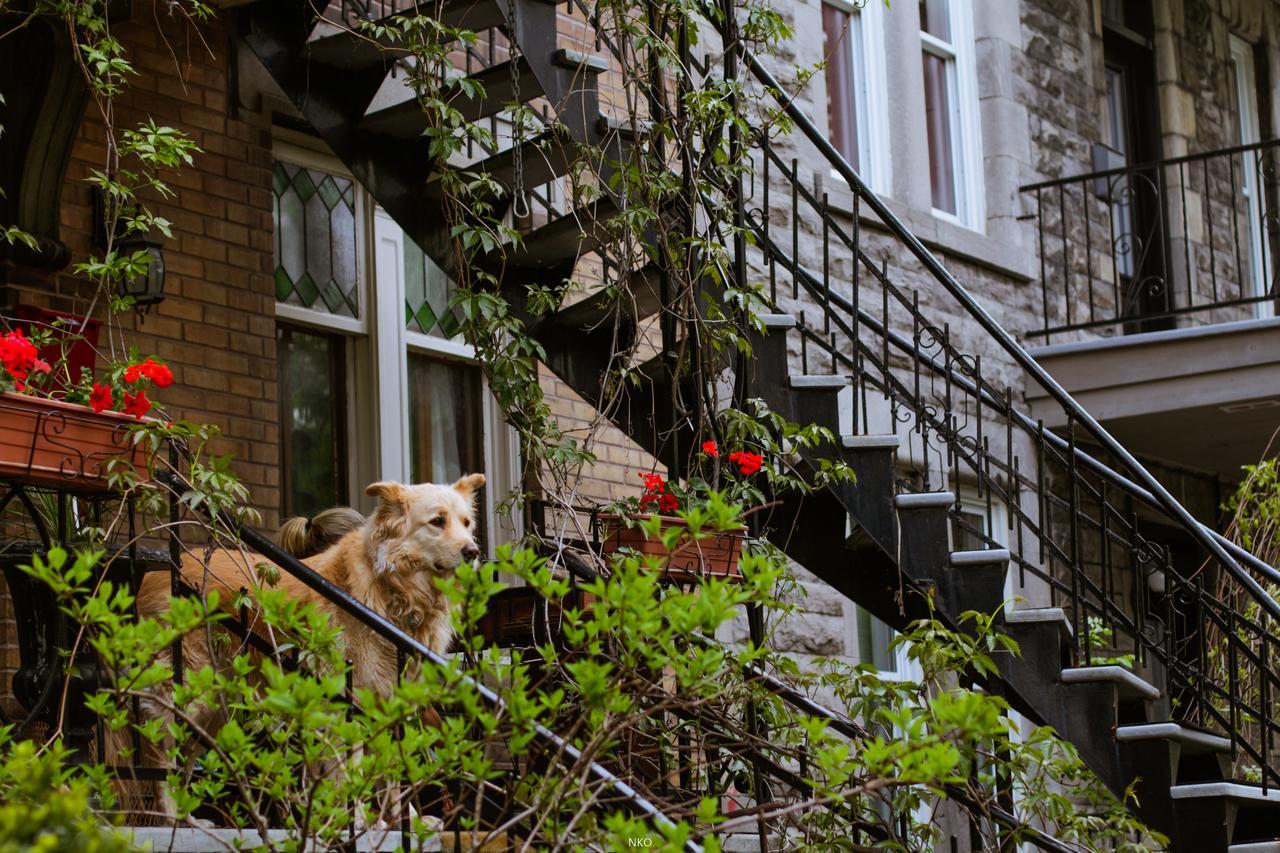 Hostel Pied-A-Terre Mont-Royal Montreal Exteriér fotografie